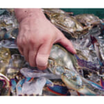 【画像】ハードな作業や水仕事でもはがれにくい！　丈夫で貼り心地快適な絆創膏「ガッチリバン」が最強過ぎる 〜 画像1