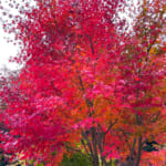 【画像】箱根駅伝で有名な小涌園にほど近い「岡田美術館」の庭園で絶品の紅葉と季節の魚天ぷらうどんに舌鼓 〜 画像1