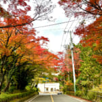 【画像】箱根駅伝で有名な小涌園にほど近い「岡田美術館」の庭園で絶品の紅葉と季節の魚天ぷらうどんに舌鼓 〜 画像1