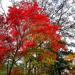 【画像】箱根駅伝で有名な小涌園にほど近い「岡田美術館」の庭園で絶品の紅葉と季節の魚天ぷらうどんに舌鼓 〜 画像1