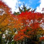 【画像】箱根駅伝で有名な小涌園にほど近い「岡田美術館」の庭園で絶品の紅葉と季節の魚天ぷらうどんに舌鼓 〜 画像1