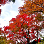 【画像】箱根駅伝で有名な小涌園にほど近い「岡田美術館」の庭園で絶品の紅葉と季節の魚天ぷらうどんに舌鼓 〜 画像1