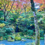 【画像】箱根駅伝で有名な小涌園にほど近い「岡田美術館」の庭園で絶品の紅葉と季節の魚天ぷらうどんに舌鼓 〜 画像1