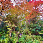 【画像】箱根駅伝で有名な小涌園にほど近い「岡田美術館」の庭園で絶品の紅葉と季節の魚天ぷらうどんに舌鼓 〜 画像1