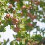 【画像】辛い、渋い、臭い！　不快さを身につけたタネの進化と動物達の子孫を残すための戦略とは 〜 画像1