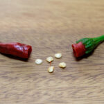 【画像】辛い、渋い、臭い！　不快さを身につけたタネの進化と動物達の子孫を残すための戦略とは 〜 画像1