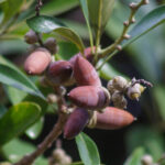 【画像】辛い、渋い、臭い！　不快さを身につけたタネの進化と動物達の子孫を残すための戦略とは 〜 画像1