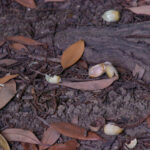 【画像】辛い、渋い、臭い！　不快さを身につけたタネの進化と動物達の子孫を残すための戦略とは 〜 画像1