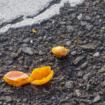 【画像】辛い、渋い、臭い！　不快さを身につけたタネの進化と動物達の子孫を残すための戦略とは 〜 画像1