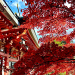 【画像】ヤビツ峠から大山へ！　快晴アオゾラの行楽日和に丹沢の紅葉と山並みを味わう 〜 画像1