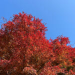 【画像】ヤビツ峠から大山へ！　快晴アオゾラの行楽日和に丹沢の紅葉と山並みを味わう 〜 画像1