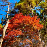 【画像】ヤビツ峠から大山へ！　快晴アオゾラの行楽日和に丹沢の紅葉と山並みを味わう 〜 画像1