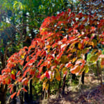 【画像】ヤビツ峠から大山へ！　快晴アオゾラの行楽日和に丹沢の紅葉と山並みを味わう 〜 画像1