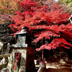 【画像】ヤビツ峠から大山へ！　快晴アオゾラの行楽日和に丹沢の紅葉と山並みを味わう 〜 画像1