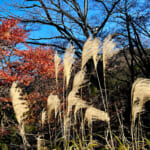 【画像】ヤビツ峠から大山へ！　快晴アオゾラの行楽日和に丹沢の紅葉と山並みを味わう 〜 画像1
