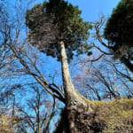 【画像】ヤビツ峠から大山へ！　快晴アオゾラの行楽日和に丹沢の紅葉と山並みを味わう 〜 画像1
