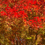 【画像】ヤビツ峠から大山へ！　快晴アオゾラの行楽日和に丹沢の紅葉と山並みを味わう 〜 画像1