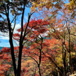 【画像】ヤビツ峠から大山へ！　快晴アオゾラの行楽日和に丹沢の紅葉と山並みを味わう 〜 画像1