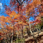【画像】ヤビツ峠から大山へ！　快晴アオゾラの行楽日和に丹沢の紅葉と山並みを味わう 〜 画像1