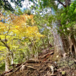 【画像】ヤビツ峠から大山へ！　快晴アオゾラの行楽日和に丹沢の紅葉と山並みを味わう 〜 画像1