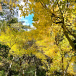 【画像】ヤビツ峠から大山へ！　快晴アオゾラの行楽日和に丹沢の紅葉と山並みを味わう 〜 画像1