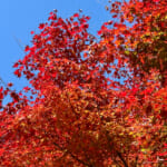 【画像】ヤビツ峠から大山へ！　快晴アオゾラの行楽日和に丹沢の紅葉と山並みを味わう 〜 画像1