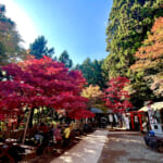 【画像】ヤビツ峠から大山へ！　快晴アオゾラの行楽日和に丹沢の紅葉と山並みを味わう 〜 画像1