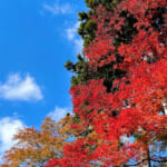 【画像】ヤビツ峠から大山へ！　快晴アオゾラの行楽日和に丹沢の紅葉と山並みを味わう 〜 画像1