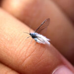 【画像】雪虫が飛ぶと雪が降るって本当？　ふわふわ舞う姿が魅力的な雪虫の正体を深掘り 〜 画像1