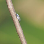【画像】雪虫が飛ぶと雪が降るって本当？　ふわふわ舞う姿が魅力的な雪虫の正体を深掘り 〜 画像1