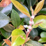 【画像】雪虫が飛ぶと雪が降るって本当？　ふわふわ舞う姿が魅力的な雪虫の正体を深掘り 〜 画像1