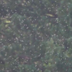 【画像】雪虫が飛ぶと雪が降るって本当？　ふわふわ舞う姿が魅力的な雪虫の正体を深掘り 〜 画像1