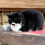 【画像】あでやかな丹塗りの鳥居トンネルの上に鎮座する由緒ある古社！　外国人旅行者人気No.1の伏見稲荷大社＆稲荷山 〜 画像1