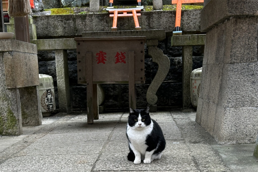 猫