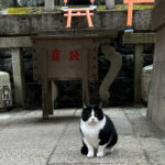 【画像】あでやかな丹塗りの鳥居トンネルの上に鎮座する由緒ある古社！　外国人旅行者人気No.1の伏見稲荷大社＆稲荷山 〜 画像1