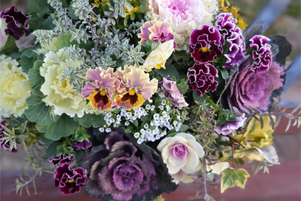 ハボタン寄せ植え