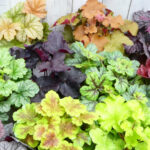 【画像】寒い冬から春に大活躍！　寄せ植えにも最適なリーフプランツ5選 〜 画像1