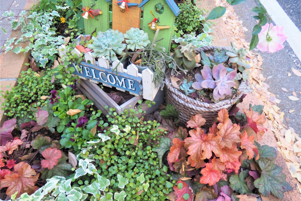 ヒューケラ/直植え