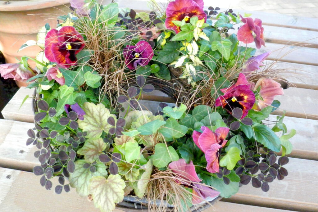 カレックス/寄せ植え