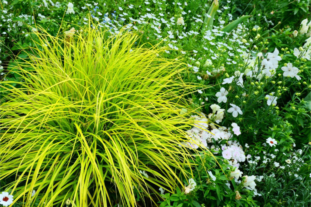 カレックス/直植え