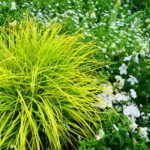 【画像】寒い冬から春に大活躍！　寄せ植えにも最適なリーフプランツ5選 〜 画像1