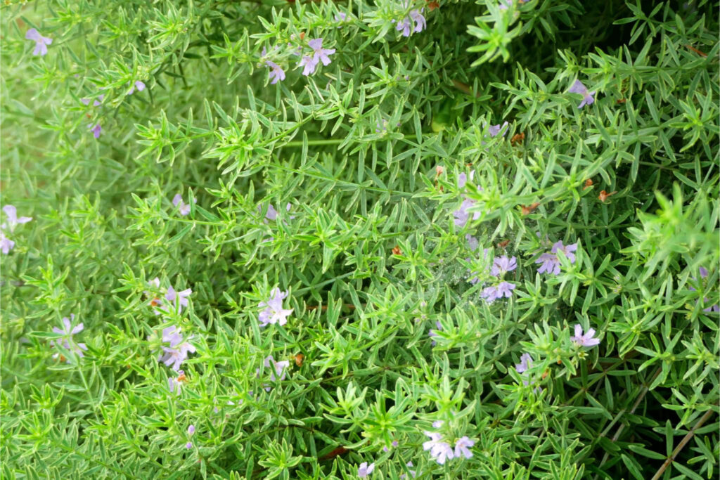 ウエストリンギア/花