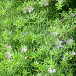 【画像】寒い冬から春に大活躍！　寄せ植えにも最適なリーフプランツ5選 〜 画像1