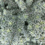 【画像】寒い冬から春に大活躍！　寄せ植えにも最適なリーフプランツ5選 〜 画像1