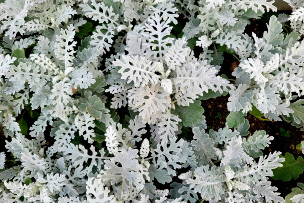 シロタエギク／アップ