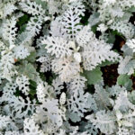 【画像】寒い冬から春に大活躍！　寄せ植えにも最適なリーフプランツ5選 〜 画像1