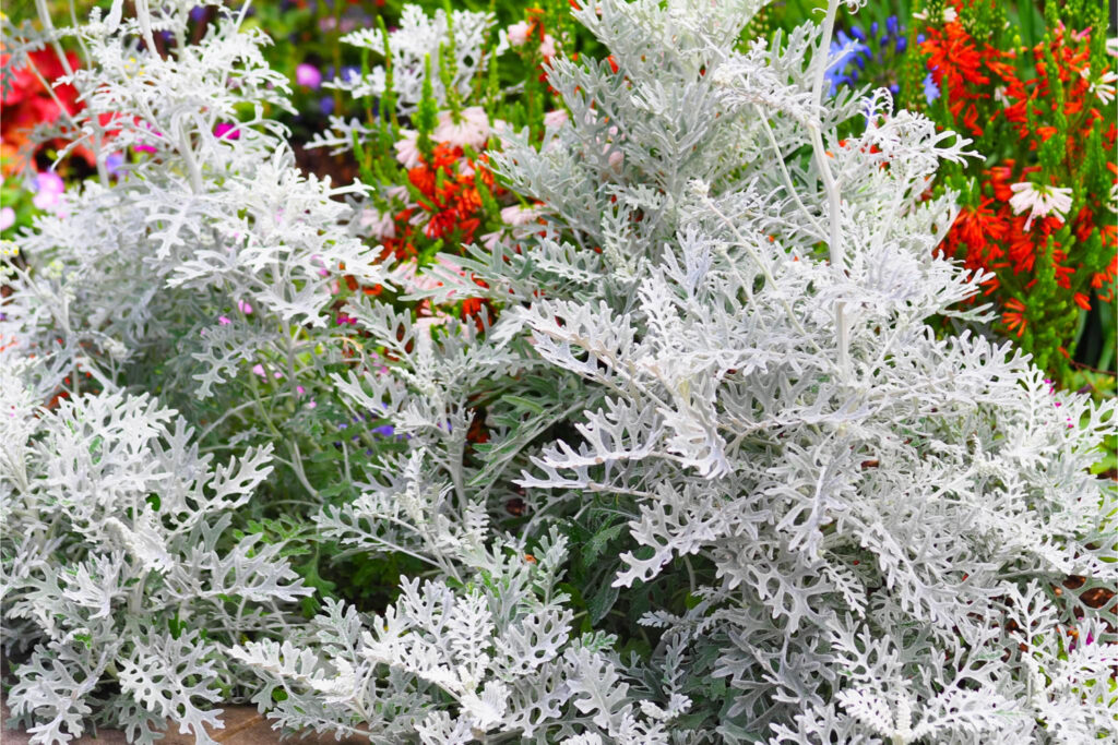 シロタエギク／引き