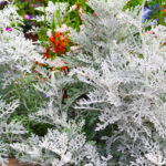 【画像】寒い冬から春に大活躍！　寄せ植えにも最適なリーフプランツ5選 〜 画像1