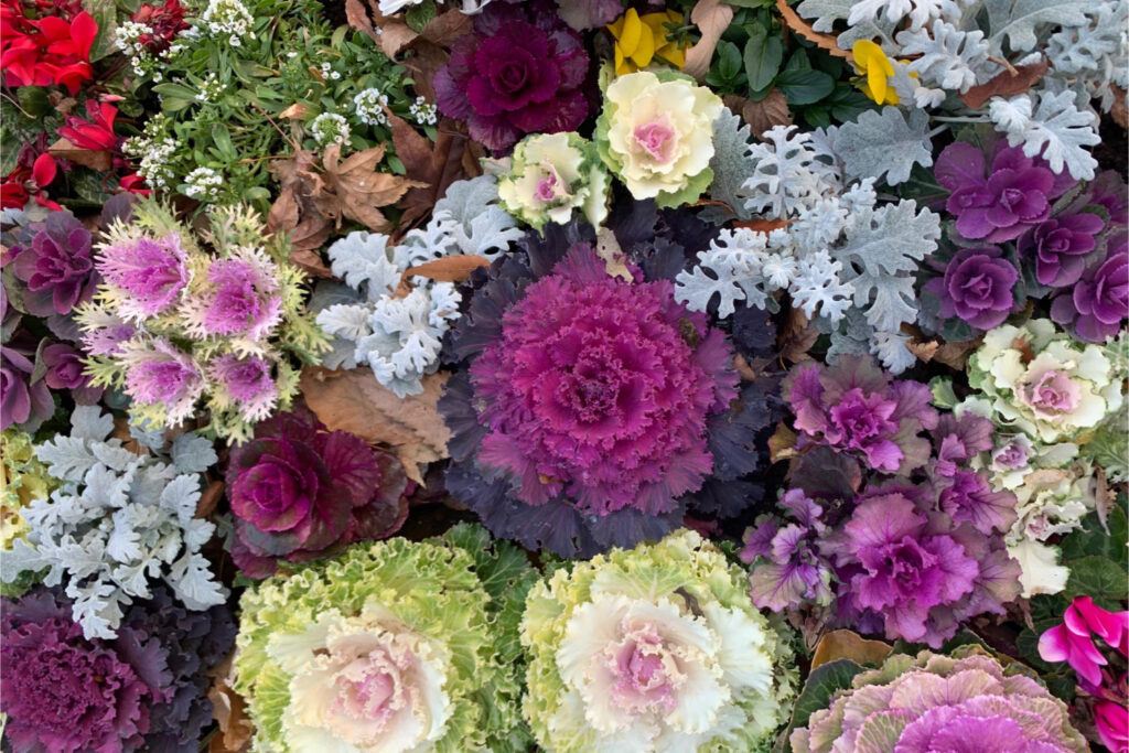 ハボタン／多品種