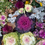 【画像】寒い冬から春に大活躍！　寄せ植えにも最適なリーフプランツ5選 〜 画像1